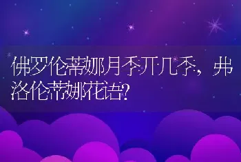 佛罗伦蒂娜月季开几季