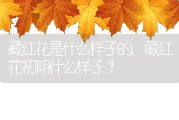 藏红花是什么样子的