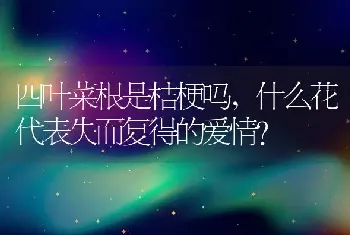 四叶菜根是桔梗吗