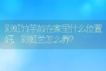 彩虹竹芋放在家里什么位置好