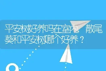 平安树好养吗在室内