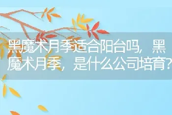 黑魔术月季适合阳台吗