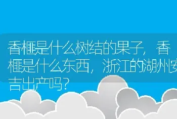 香榧是什么东西