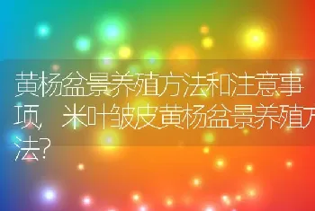 米叶皱皮黄杨盆景养殖方法