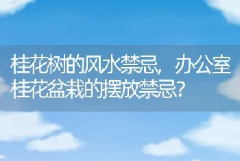 办公室桂花盆栽的摆放禁忌