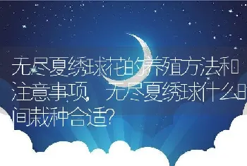 无尽夏绣球什么时间栽种合适