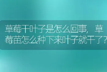 草莓干叶子是怎么回事