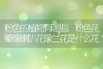 粉色花瓣像喇叭花像兰花是什么花