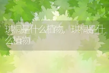 珙桐是什么植物