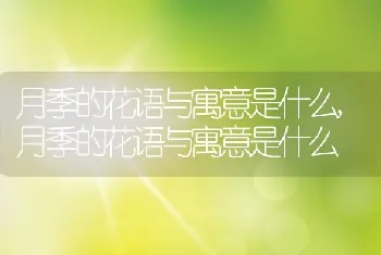 月季的花语与寓意是什么