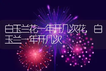 白玉兰花一年开几次花