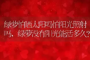 绿萝没有阳光能活多久