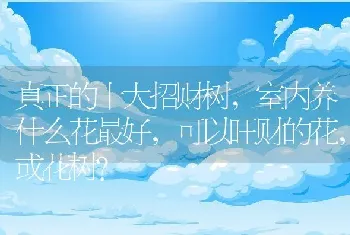 室内养什么花最好，可以旺财的花