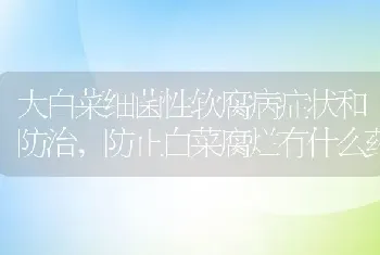 大白菜细菌性软腐病症状和防治