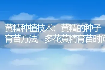 攀枝花又叫什么花