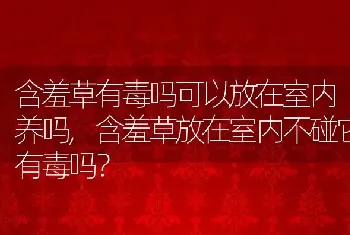 含羞草放在室内不碰它有毒吗