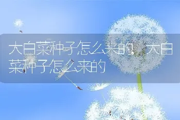 大白菜种子怎么来的