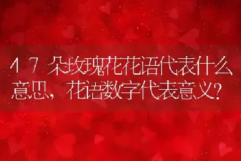 花语数字代表意义