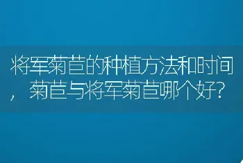 菊苣与将军菊苣哪个好