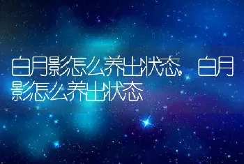 白月影怎么养出状态