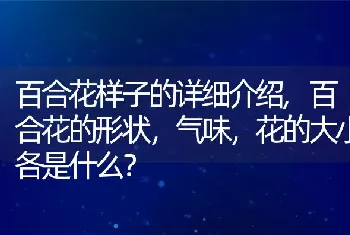 百合花的形状，气味