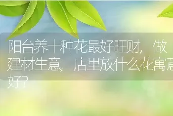 店里放什么花寓意好