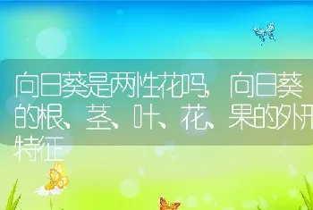 向日葵是两性花吗