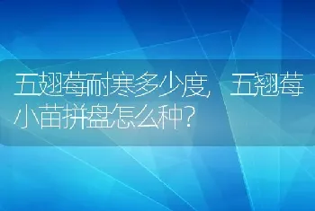 五翘莓小苗拼盘怎么种