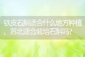 苏北适合栽培石斛吗