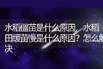 水稻田缓苗慢是什么原因怎么解决