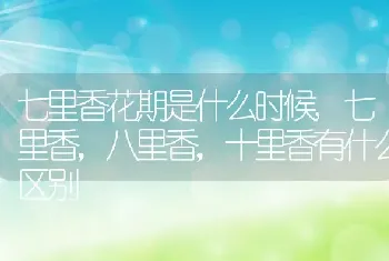 七里香花期是什么时候