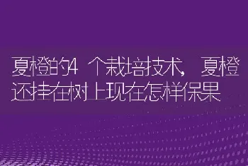 夏橙的4个栽培技术