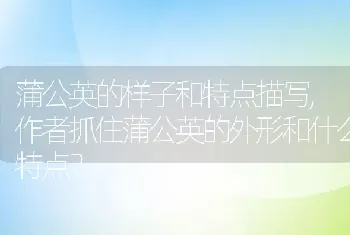 作者抓住蒲公英的外形和什么特点