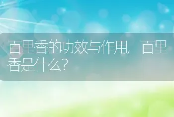 百里香是什么