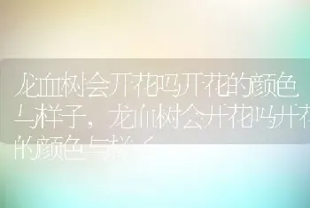 龙血树会开花吗开花的颜色与样子