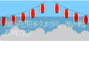 澳梅花期多久时间