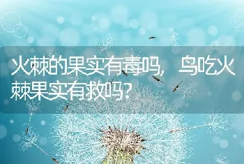 鸟吃火棘果实有救吗