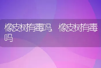 橡皮树有毒吗