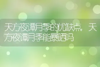 天方夜谭月季的优缺点