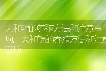 大和锦的养殖方法和注意事项