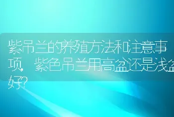 紫色吊兰用高盆还是浅盆好