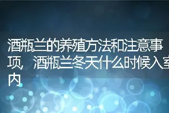 酒瓶兰的养殖方法和注意事项