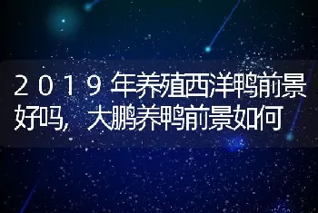 2019年养殖西洋鸭前景好吗