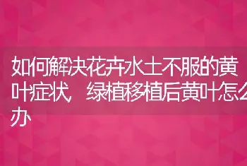 如何解决花卉水土不服的黄叶症状