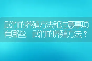 武竹的养殖方法