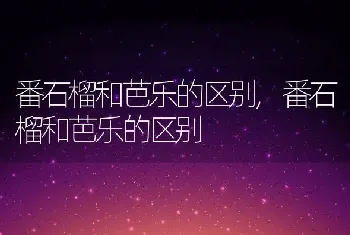 番石榴和芭乐的区别