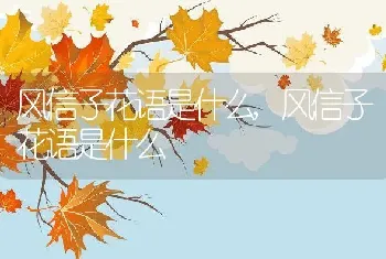 风信子花语是什么