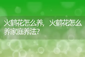 火鹤花怎么养家庭养法