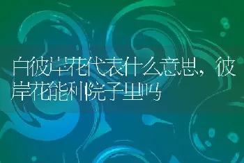 白彼岸花代表什么意思