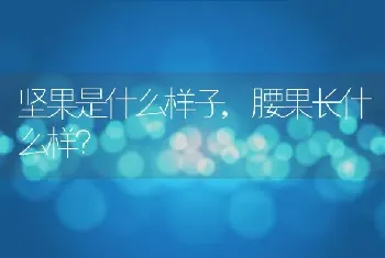 腰果长什么样